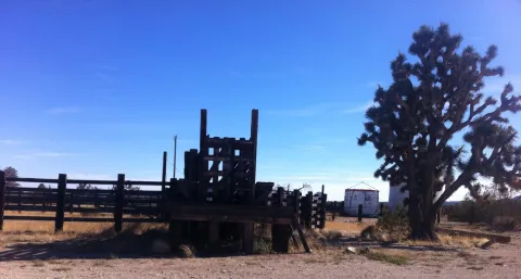 Cattle loading gate and Joshua tree at Walking Box Ranch, west of Searchlight, Nevada